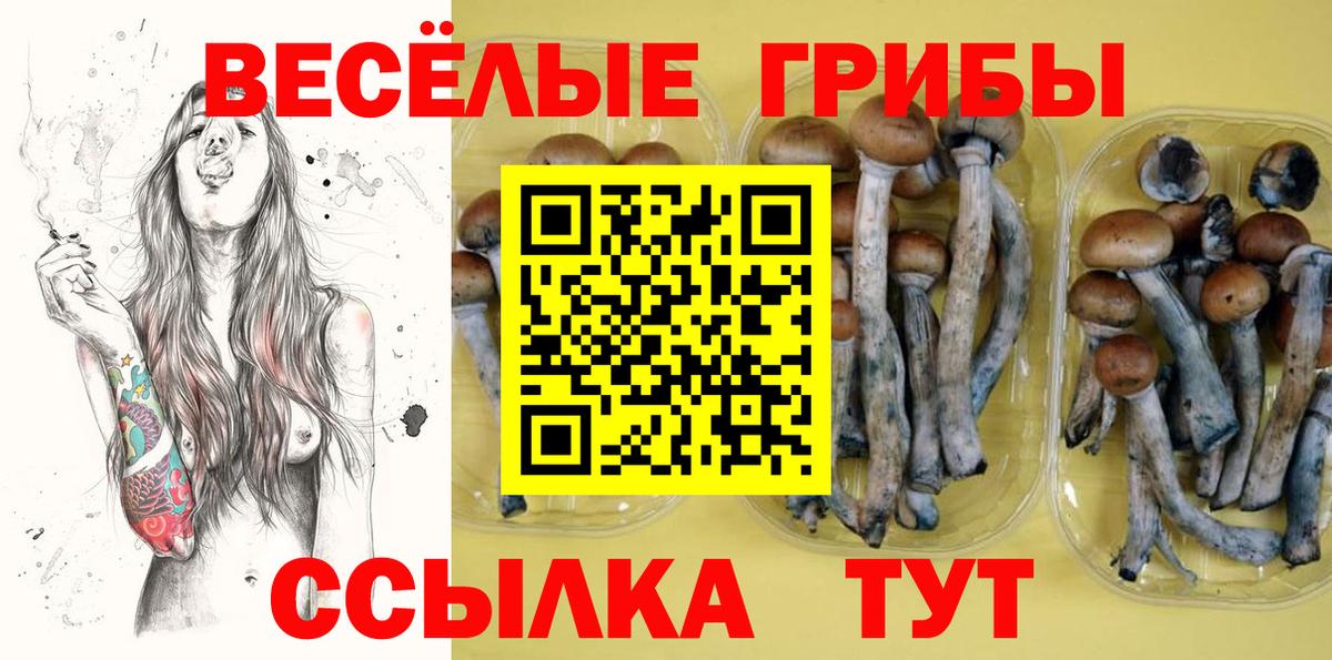 Галлюциногенные грибы Psilocybe Вязьма