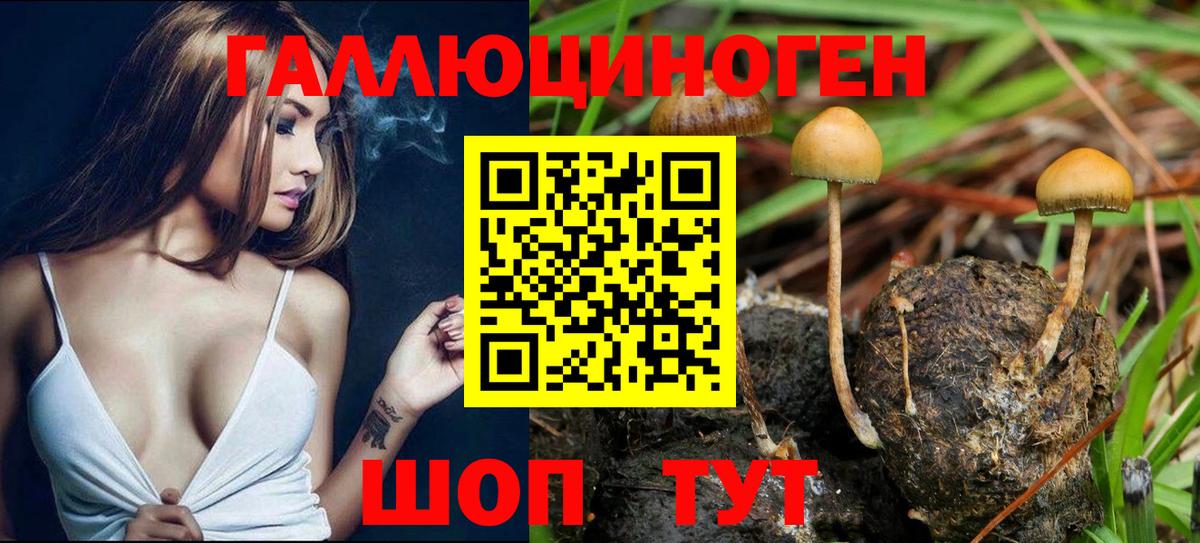 Псилоцибиновые грибы Cubensis  Вход с VPN  Вязьма  хочу   Псилоцибиновые грибы MAGIC MUSHROOMS 